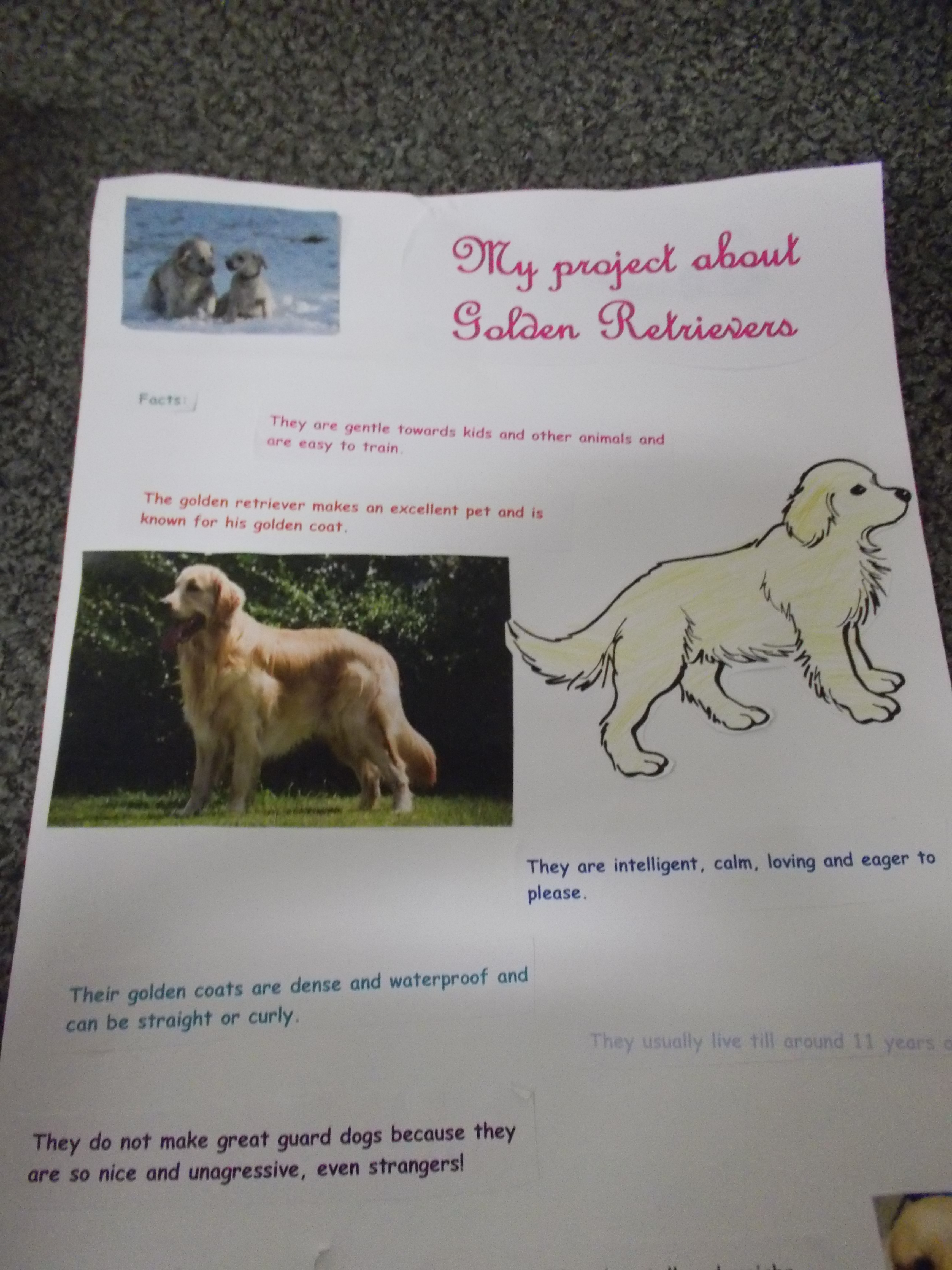 First Class Project – My Favourite Animal – Glencullen School